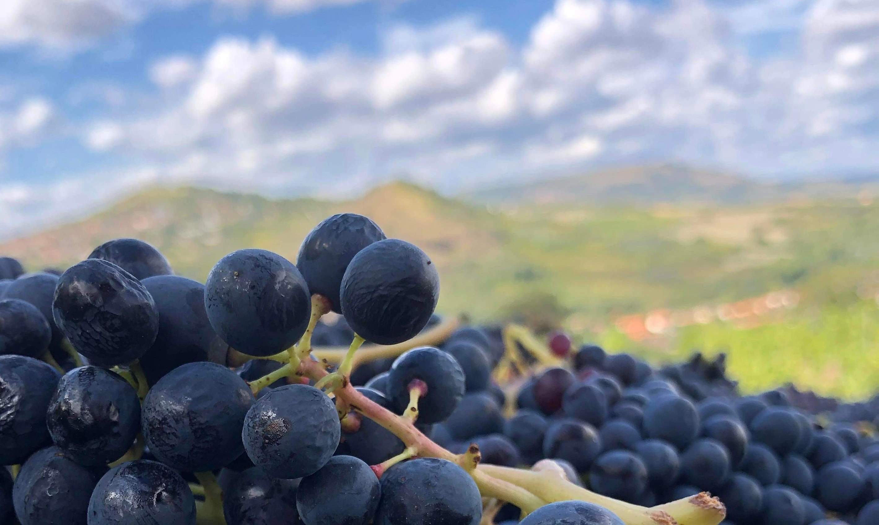 Vignes Lapilli